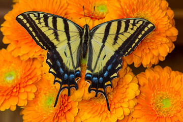 Three-tailed swallowtail butterfly female on orange gerber daisies