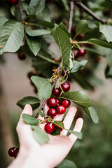 Woman harvesting cherries in garden
