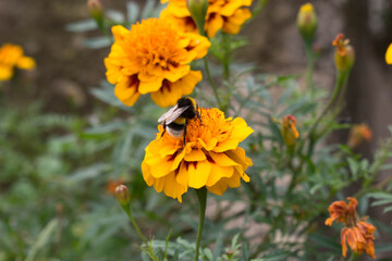 Obraz na płótnie Canvas Bee collects nectar sitting on an orange marigold. Bee on blossoming marigold flowers.