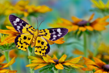 Black and yellow day flying moth on hirta daisies