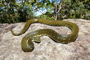 Diamond Python basking on sandstone rock ledge