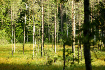 Obraz premium Beautiful mixed pine and deciduous forest, Lithuania