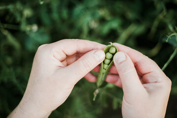 Woman's hand picking peas, close-up