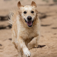 Pet Golden Retriever dog running on beach