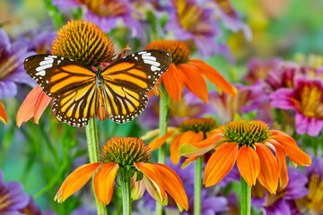 Monarch butterfly on orange coneflowers and painted tongue