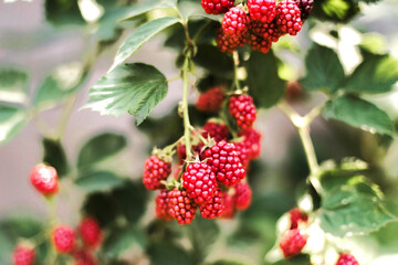 Close-up of fresh blackberries in garden