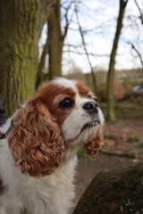 cavalier king charles spaniel