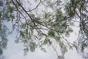 Twigs, leaves, and developing flower buds under a pale cloudy California winter sky