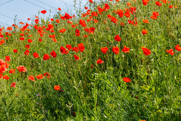 Red poppy flowers on a green meadow