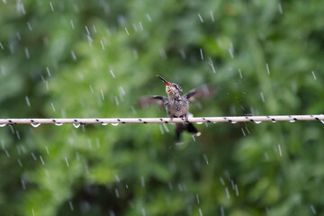 little bird bathing with rainwater
