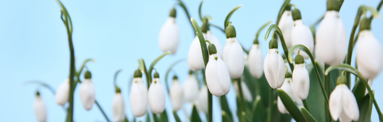 Beautiful snowdrops on blue background, banner design. First spring flowers