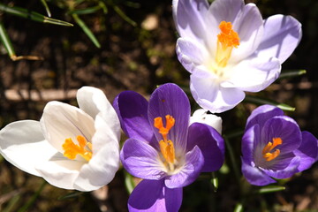 Weiße und lila Krokusse