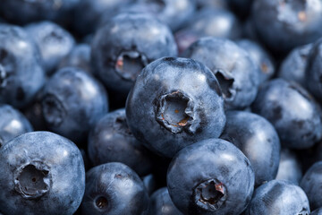 harvested wild blueberries