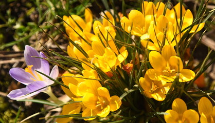 Gelbe Krokusse mit einem Tupfer in lila