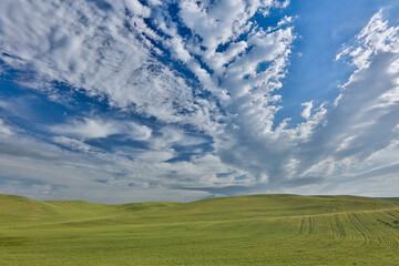 Fototapeta premium Gravel dirt road running through rolling hills planted in wheat, Eastern Washington
