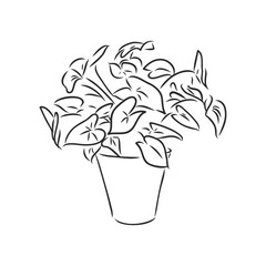 Sansevieria trifasciata hand drawn vector outline doodle icon. Decorative potted house plant sketch illustration for print, web, mobile and infographics isolated on white background.