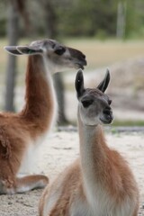 Beautiful Photography of a majestic Peruvian llamas by Christie pictures