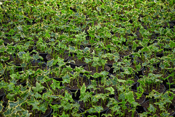 Common ivy leaves in pots ,Hedera helix	