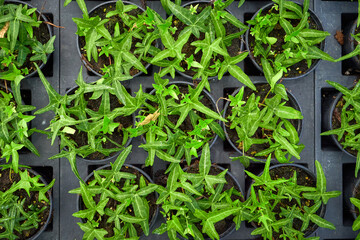 Common ivy leaves in pots ,Hedera helix	