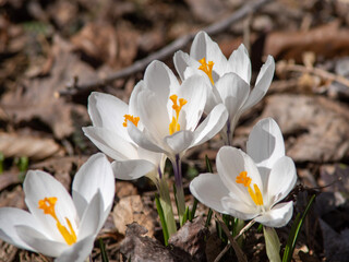 white crocus flowers