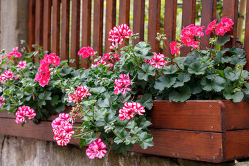 Large pelargonium zonale flowers in wooden boxes near a wooden fence in the garden. Gardening, home decoration.