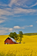Red barn in canola field in Eastern Washington © Danita Delimont