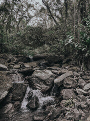 river in the forest