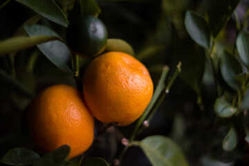 Growing a tree at home. Ready to eat home organic oranges