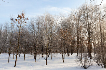 Obraz premium winter weather in the park or forest
