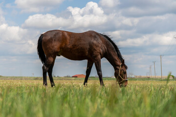 Obraz premium Caballo pastando en el campo