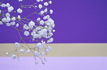 Gypsophila close-up on the colorful background of purple, pink, gold colors.