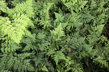 Lush healthy green ferns in a tropical setting in Brisbane, Queensland, Australia