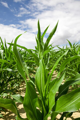 a sunlit agricultural field with green sweet corn