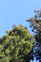 スギの木と青空