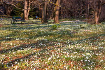 spring flowers in the park