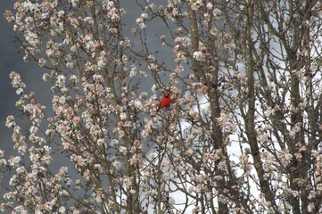 Cardinal flowering tree bird