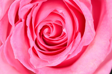 Fototapeta na wymiar Looking straight down on a pink rose