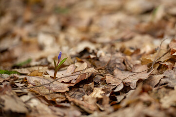 Purple violet in the forest. Growing plant in nature. First flowers of the spring.