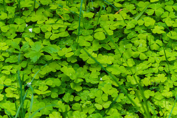 Fototapeta premium The ground in the forest is covered with green leaves of hare cabbage.
