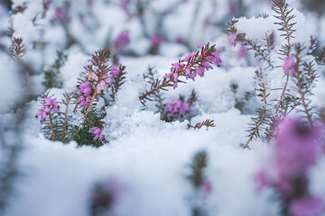 Springtime meeting winter, spring heath covered by fresh snow, Austria
