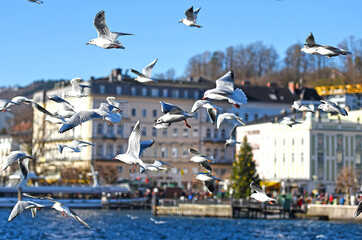 Viele Möwen in Gmunden am Traunsee im Winter, Salzkammergut, Österreich, Europa - Many seagulls...