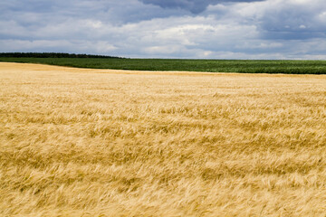 landscape of agricultural crop rye