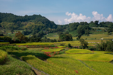 Obraz premium 田園風景