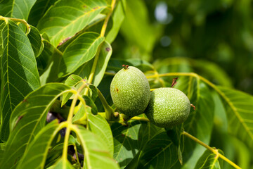 trees growing in the forest