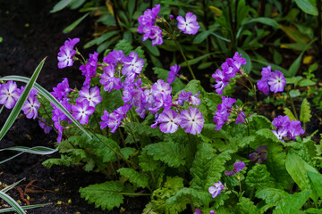 Lilac primrose flowers on a flower bed in the garden in spring.