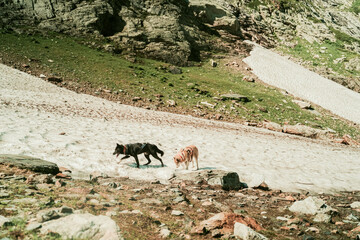 Travel across the Caucasus. Mountain landscape