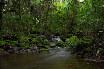 Obraz premium Birindibas