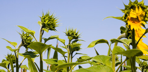 sunflowers are grown
