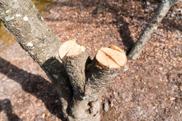切られた桜の幹
