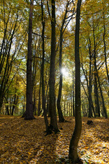 landscape of deciduous trees in the autumn season